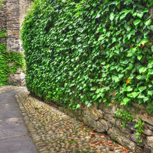 beautiful-gravel-road-surrounded-by-greenery-min